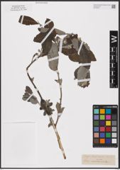 Foto von Salix aurita L.